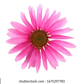 Echinacea Purpurea Coneflower Flower Head Isolated White