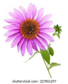 Echinacea Purpurea Coneflower Flowers Isolated On White Background 