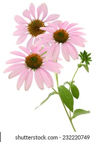  Echinacea Purpurea Or Coneflower Isolated On White