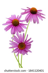 Echinacea Purpurea Coneflowers On A White Background