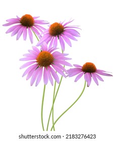 Echinacea Purpurea Coneflowers On A White Background.