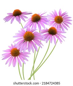 Echinacea Purpurea, Coneflowers On A White Background.