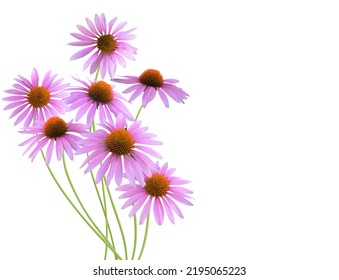 Echinacea Purpurea, Coneflowers On A White Background.