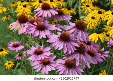 Echinacea purpurea, the eastern purple coneflower, purple coneflower, hedgehog coneflower, or echinacea, is a North American species of flowering plant in the family Asteraceae.    - Powered by Shutterstock