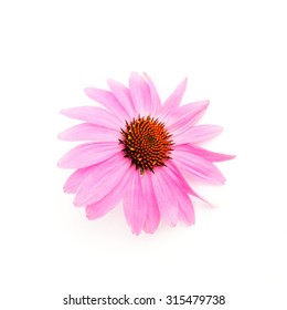  Echinacea Purpurea Flower Head Isolated On White Background