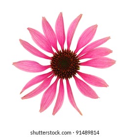 Echinacea Purpurea Flower Head Isolated On White Background