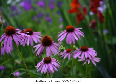 Echinacea purpurea in the green garden. Pink flowers. - Powered by Shutterstock