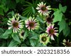 echinacea purpurea green twister