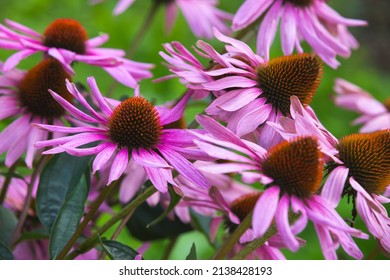 Echinacea purpurea also known as the eastern purple coneflower, purple coneflower, hedgehog coneflower, or echinacea. Macro photo of pink flowers