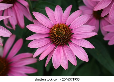 Echinacea purpurea of the "Primadonna deep rose" variety is beautifully located in the center, top view.
