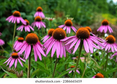 Echinacea purpurea purple coneflower during the summer months.Pink echinacea flowers bloom in the garden on the sunny day.