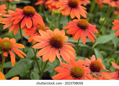 Echinacea 'Sombrero Adobe Orange' in flower