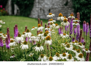 Echinacea White Swan Amongst Vibrant Purple Lupines - Powered by Shutterstock