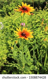 Echinaceas Bring Sunlight In My Late Summer Garden