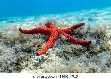 Echinaster sepositus - Red sea star, underwater image into the Mediterranean sea