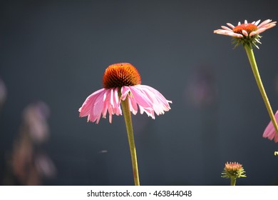 Echinecea solitary