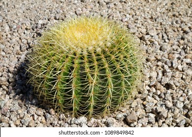 Echinocactus Or Ferocactus Golden Barrel Cactus In Desert Style Xeriscaping