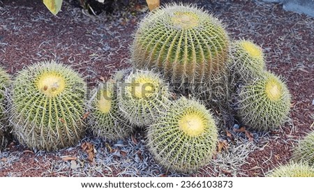 Echinocactus grusonii or Golden Barrel Cactus. Also known as Golden ball, Mother-in-law’s cushion, Compass cactus or Hedgehog cactus.
It has vertical ribs sprouting yellow radial spines from areoles.