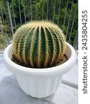 Echinocactus grusonii, also known as the golden barrel, golden ball is a spiny cactus plant that grows slowly, has a round shape with a light green color and golden yellow spines.
