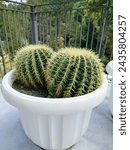Echinocactus grusonii, also known as the golden barrel, golden ball is a spiny cactus plant that grows slowly, has a round shape with a light green color and golden yellow spines.