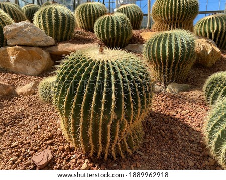 Echinocactus grusonil cactaceae from mexico 