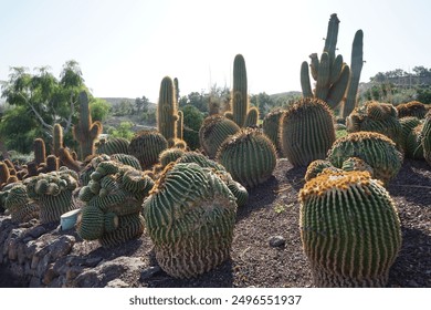 Echinocactus platyacanthus and other plants grow in November.  Echinocactus platyacanthus, the giant barrel cactus, golden barrel cactus, giant viznaga, or biznaga de dulce, is a species of cactus.
