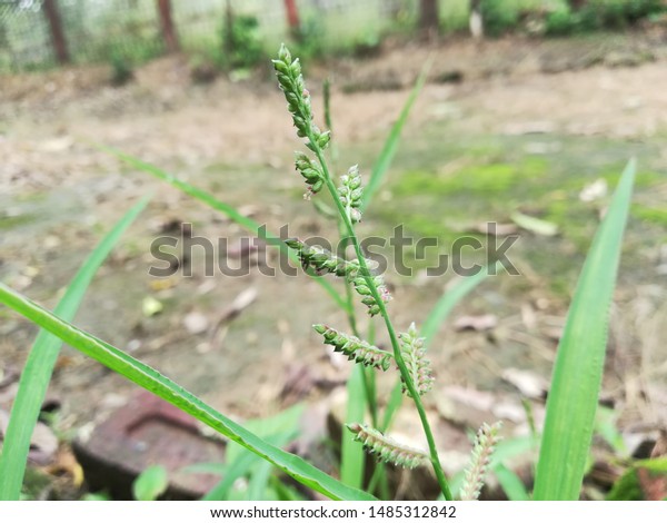 Echinochloa Colona Awnless Barnyard Grass Stock Photo Edit Now