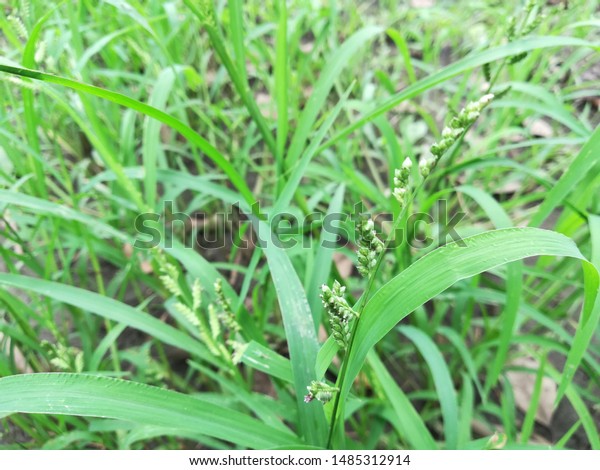 Echinochloa Colona Awnless Barnyard Grass Stock Photo Edit Now