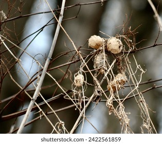 Echinocystis Lobata,  dried and clinging to grow along the Susquehanna River Sugar Run Pennsylvania