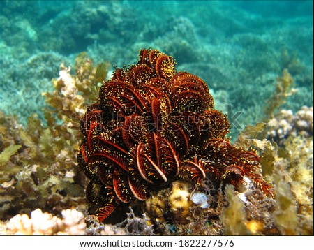 Echinoderm, sea lilies. Photo taken off the island of Mindanao, Philippines.  