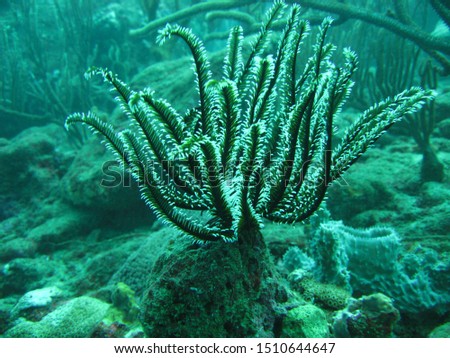 An echinoderm underwater in the Caribbean sea