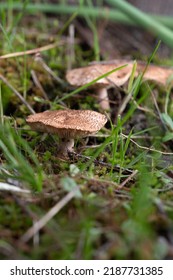 Echinoderma Asperum Sandy Creek Mushroom