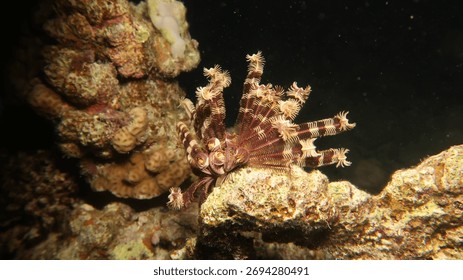 Echinoderms (Phylum Echinodermata) in Red sea, nigh dive