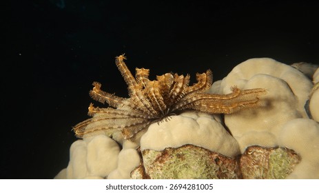 Echinoderms (Phylum Echinodermata) in Red sea, nigh dive