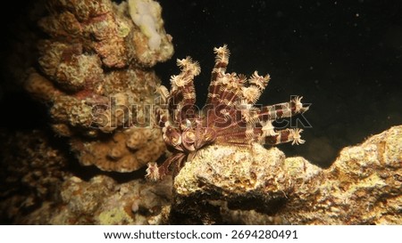 Echinoderms (Phylum Echinodermata) in Red sea, nigh dive
