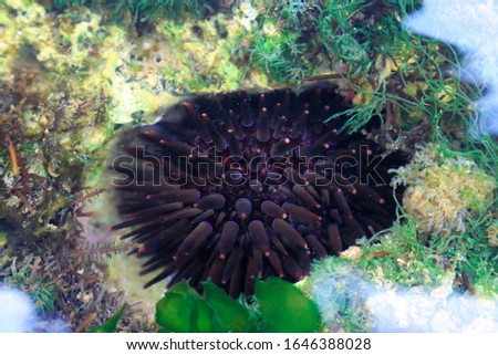 Echinoderms are a phylum of marine animals that can be found in almost all depths of the sea