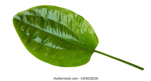 Echinodorus Cordifolius Leaf On White Background Stock Photo 1455018218 ...