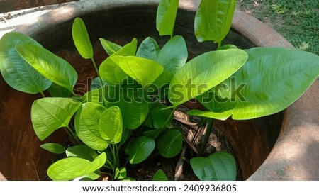Echinodorus or Melati Air planted in a pot of soil in the garden.