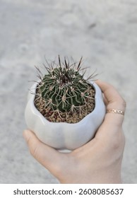 Echinofossulocactus Steno Cactus in white pot