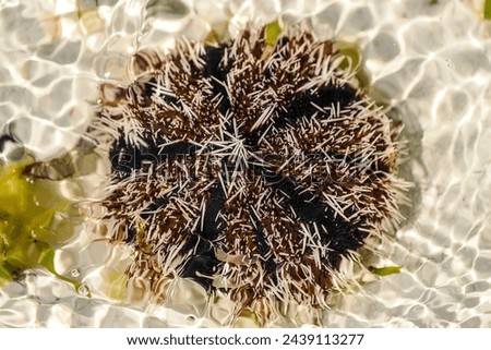 Echinoidea sea urchins, a group of marine animals belonging to the type of echinoderms Echinodermata, characterized by a spherical shape, .Zanzibar near the town of Jambiani	