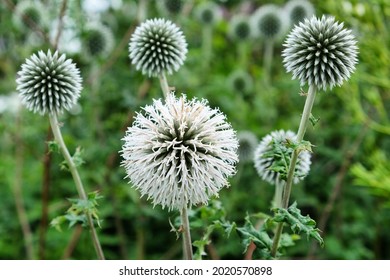 Echinops Bannaticus Star Frost Globe Thistle Stock Photo 2020570898 ...