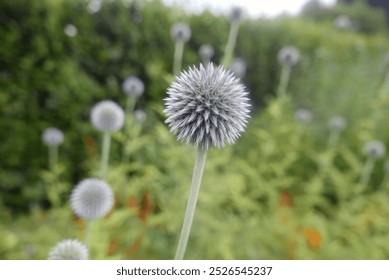 Echinops flower close-up in a botanical garden - Powered by Shutterstock