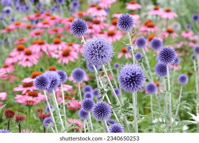 Echinops, Globe thistle, ‘Veitch's Blue’, in flower. 