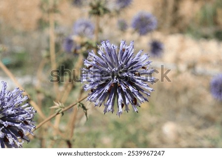 echinops marvel of structural engineering three dimensional mathematical thorn angle distribution art of colouring mixture with life support for others complex chemistry water based formula