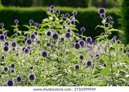 Echinops Ritro, common Globe Thistle