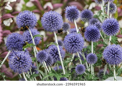 Echinops ritro in full flower close_up - Powered by Shutterstock