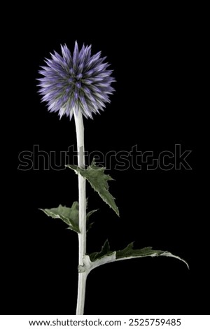 Echinops ritro on black background in studio
