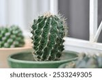 Echinopsis calochlora, Goloden Echinopsis calochlora or cactus or succulent