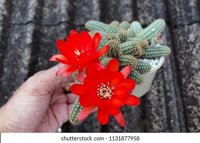 Peanut Cactus Images Stock Photos Vectors Shutterstock