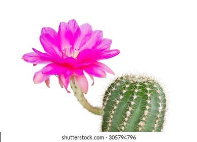 Echinopsis Hybride with pink blossom against white background